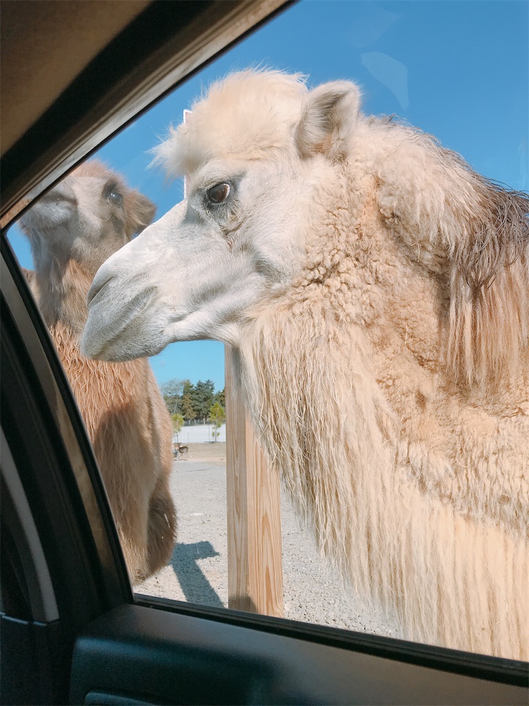 衝撃的な距離感で楽しむアメリカの動物園】テネシーのサファリパーク
